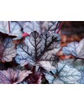 Heuchera Glitter – декоративна гейхера з яскравим візерунком на листках